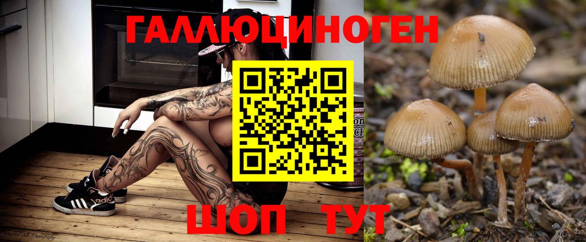 Галлюциногенные грибы Psilocybine cubensis  Вход с VPN  Кизилюрт 